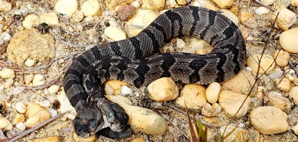 Раздвоение личности: в Штатах найдена змея с двумя конкурирующими головами