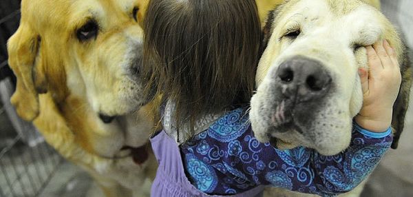 Как собаки могут помочь диагностировать рак