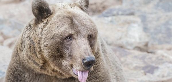 Около 70 голодных медведей заблокировали туристическую тропу на Камчатке