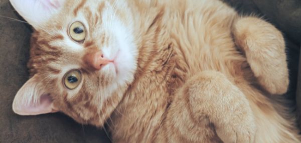 Коронавирус нашли у домашнего кота в Гонконге