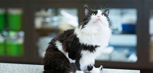 Пух — кот, которому подарили способность ходить