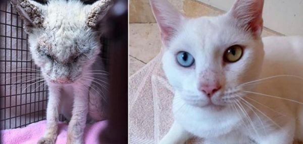 Ветеринары вылечили кота от запущенной чесотки и увидели его глаза