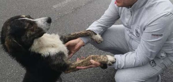 В Румынии бродячая собака всю ночь согревала раненого велосипедиста