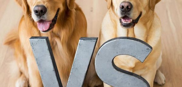 Лабрадор vs Ретривер: Разбираем разницу