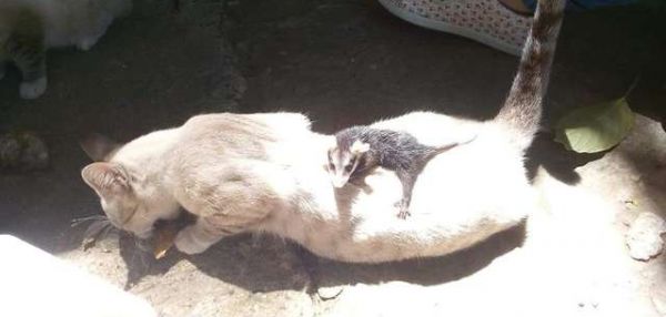 Кошка принесла с прогулки детеныша опоссума и стала ему мамой