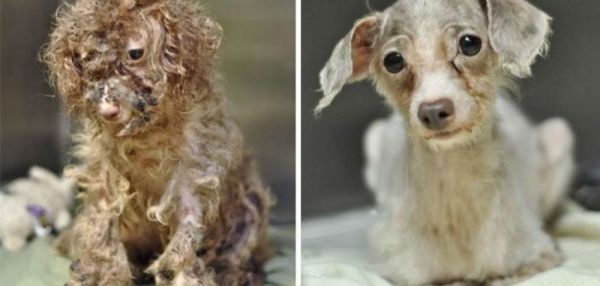 Истории спасения собак, находящихся на грани смерти, в стиле «до и после»