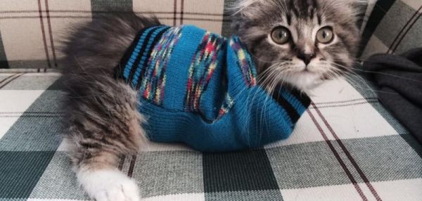 История кошки Панкейк, родившейся без двух передних лап