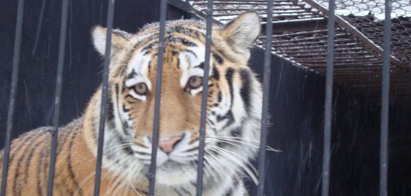 Подпишите! Петиция на запрет использования животных в Пензенском цирке