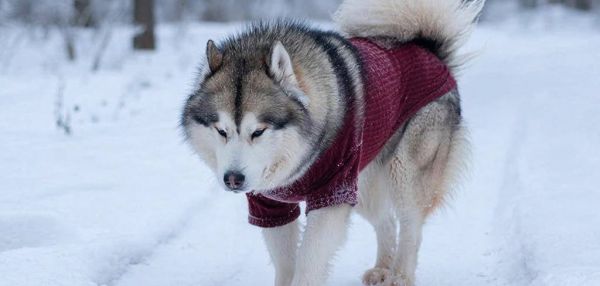 Гулять или нет? Как безопасно выходить с собакой в сильные морозы