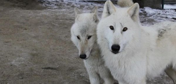 Пензенский зоопарк объявил конкурс на имя для полярного волка