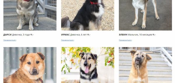 IKEA начала сотрудничать с приютами домашних животных в России
