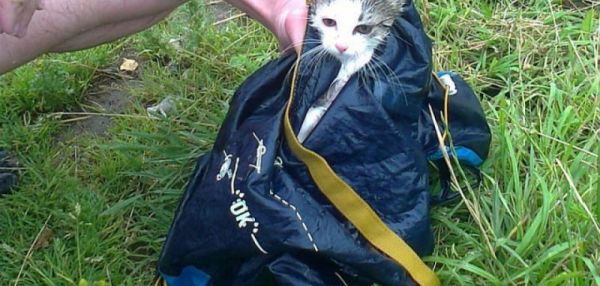 В Петербурге котенка-робинзона спасли с островка