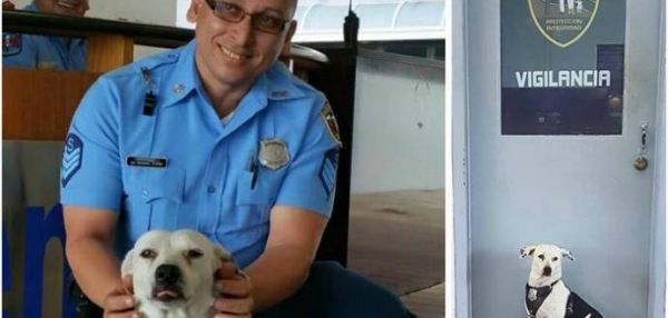 В Пуэрто-Рико бездомный пес нашел работу в полицейском участке