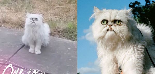 «Это чучело или живой кот?»: эта мордочка вполне может стать новым мемом про отчаяние