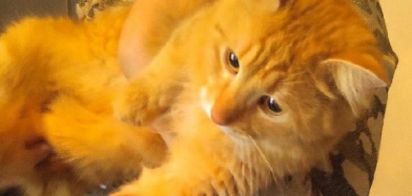 В Госдуме следят за расследованием зверского убийства кота Моти, к которому могут быть причастны девушки
