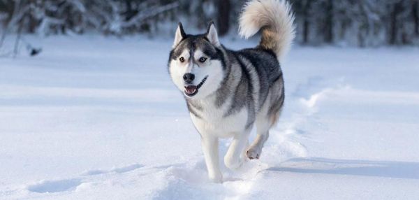 Как подготовить питомца к зиме: полное руководство для ответственного хозяина