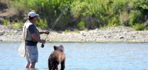 Медвежонок просил рыбу у рыбака и относил её своей раненой матери
