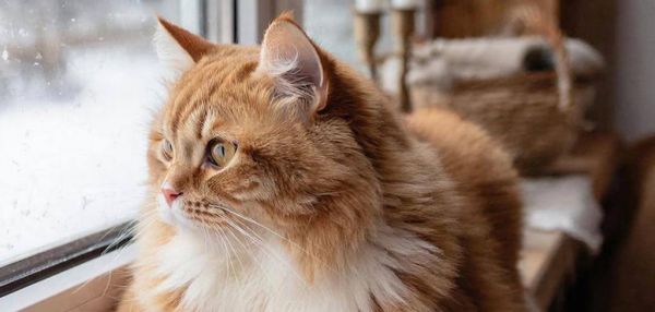 Как научить кота откликаться на кличку