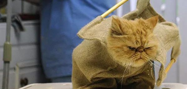 В Челябинске пожаловались на ветеринара, лечащего животных вместо усыпления