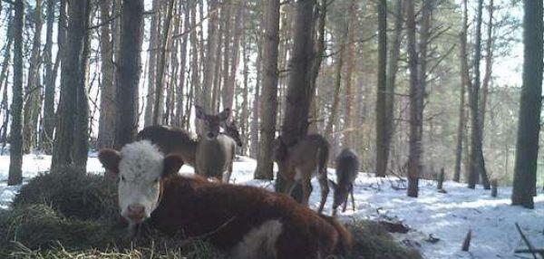 Корова сбежала с фермы и 8 месяцев прожила в лесу со стадом оленей