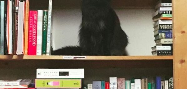 Потерявшийся котенок зашел в книжный магазин и вот уже 11 лет живет в нем