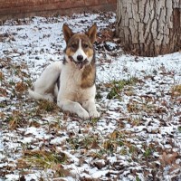 В добрые руки, собака, окрас трехцветный