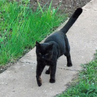 Пропал кот, окрас чёрный с коричневым отливом