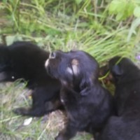 Найдены щенки, окрас черный