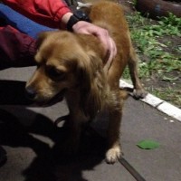 Найдена собака, окрас коричневый