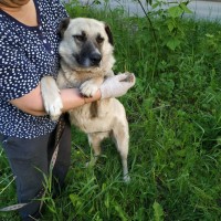 В добрые руки пес цвет белый