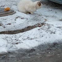 Найдены коты\кошки