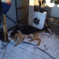 Нашёл собаку