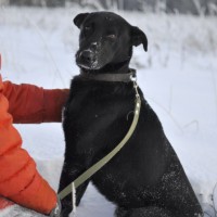 В добрые руки, пёс, окрас черный