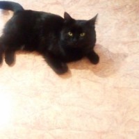 Найден кот, окрас чёрный