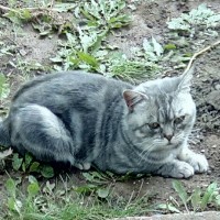 Найден кот, окрас серый, двухцветный