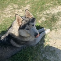 Найдена собака, порода хаски, окрас серо-белый, в коричневом ошейнике
