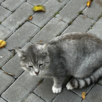 Потеряно:  кот