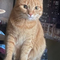Пропала кошка!