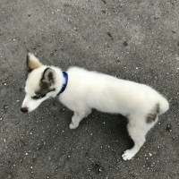 Найден щенок, окрас белый с черными пятнами