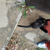 Найден кот, окрас черный