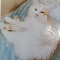 Пропал кот Мурзик Мурзя