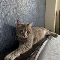 Потеряно:  кошка кошка