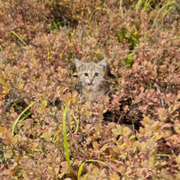 Потеряно:  котенок