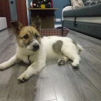 Найден щенок, окрас бело-коричневый