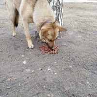 Найдена собака, окрас коринчнево-серый