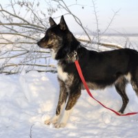 В добрые руки, собака, окрас черно-белый