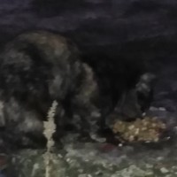 Найдена кошка, окрас черепаховый