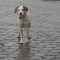 Найден пёс, окрас белый с коричневыми пятнами