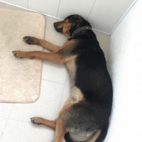 Найдена собака, окрас черно-коричневый, с ошейником