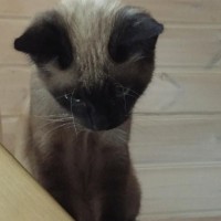 Найден котенок, окрас сиамский